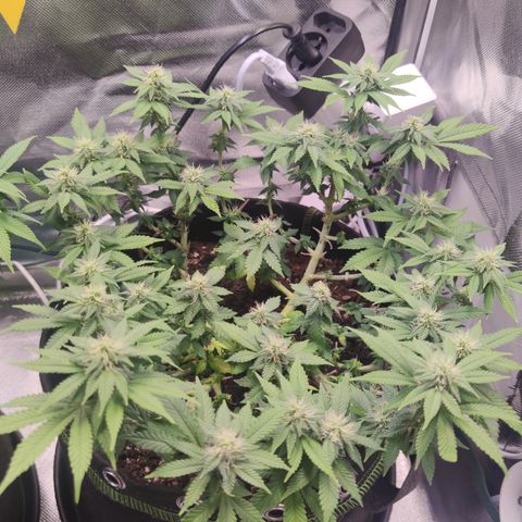 Kush Mintz growlog timeline photo
