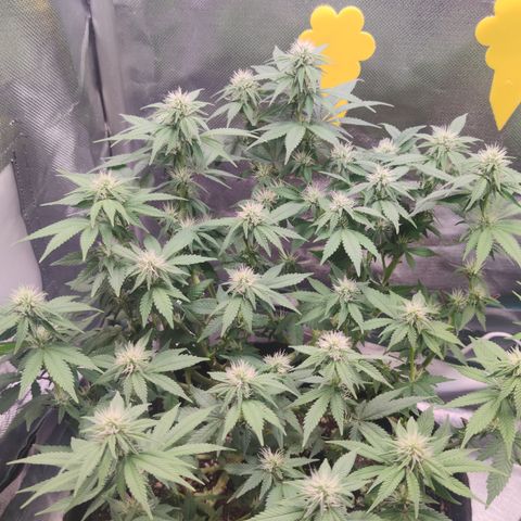 Kush Mintz growlog timeline photo