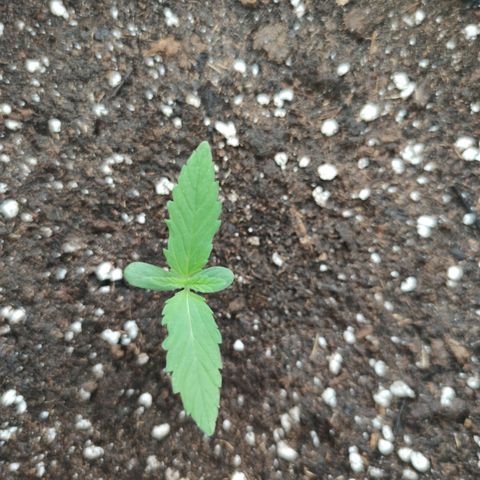 Super Lemon Haze Automatic growlog photo: Erde aufgefüllt 