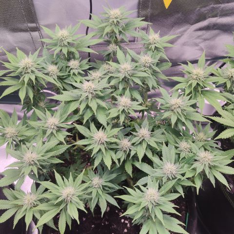 Kush Mintz growlog timeline photo