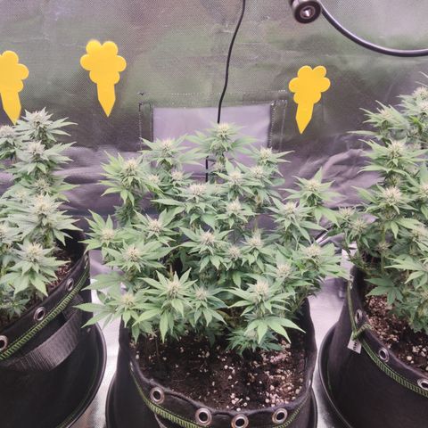Kush Mintz growlog timeline photo