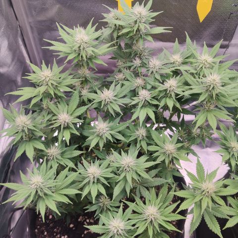 Kush Mintz growlog timeline photo