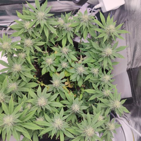 Kush Mintz growlog timeline photo