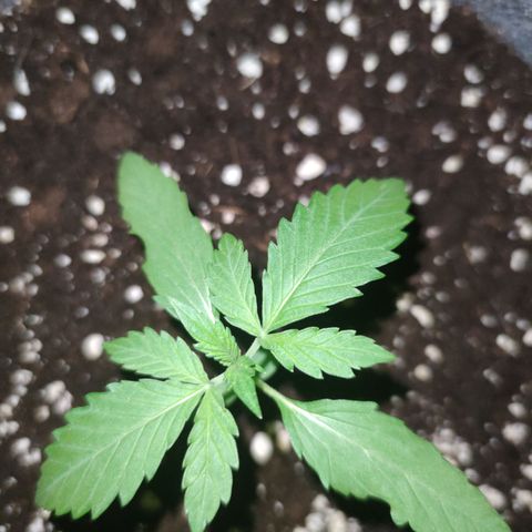 Super Lemon Haze Automatic growlog timeline photo