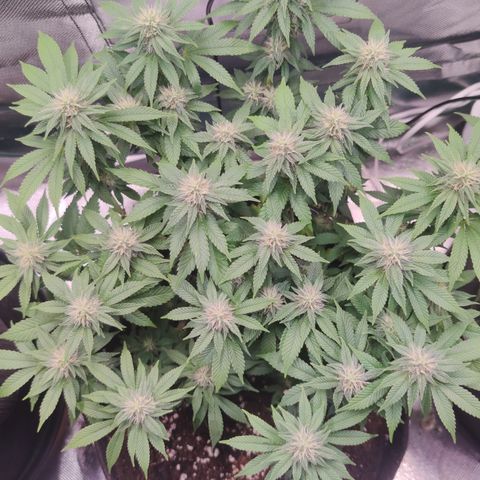 Kush Mintz growlog timeline photo