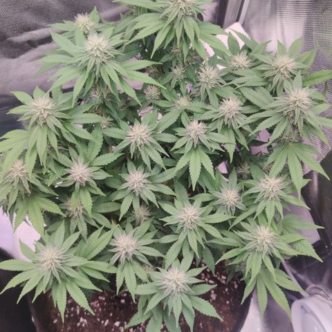 Kush Mintz growlog timeline photo
