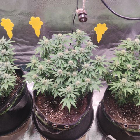 Kush Mintz growlog timeline photo