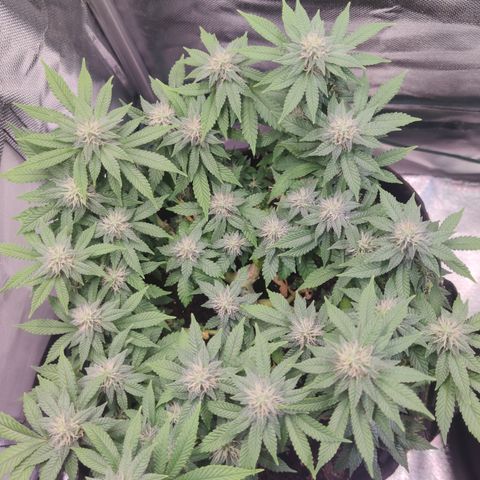 Kush Mintz growlog timeline photo