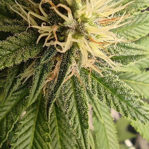 Kush Mintz growlog timeline photo