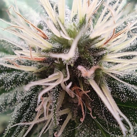Kush Mintz growlog timeline photo