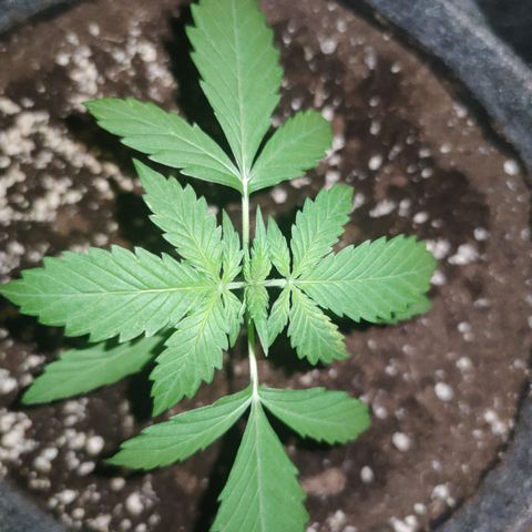 Super Lemon Haze Automatic growlog timeline photo
