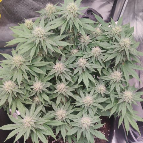 Kush Mintz growlog timeline photo