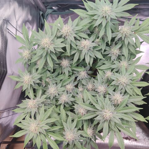 Kush Mintz growlog timeline photo
