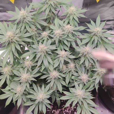 Kush Mintz growlog timeline photo