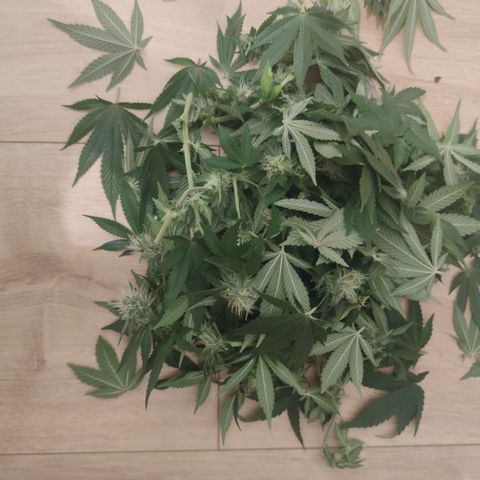 Kush Mintz growlog timeline photo