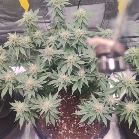 Kush Mintz growlog timeline photo