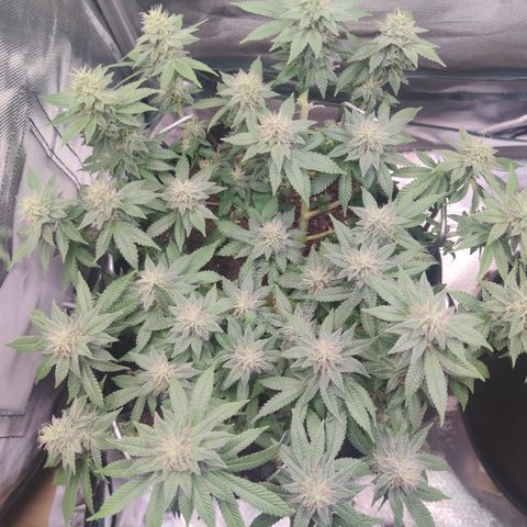 Kush Mintz growlog timeline photo