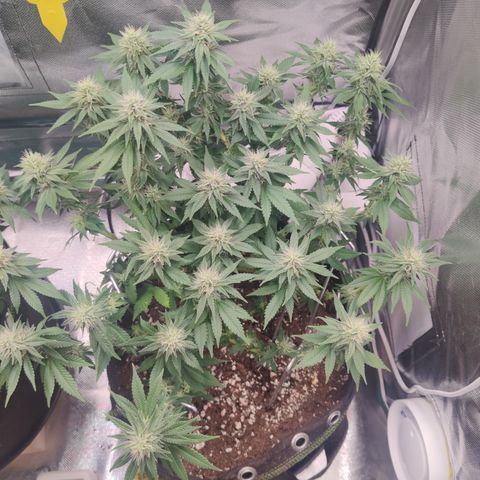 Kush Mintz growlog timeline photo