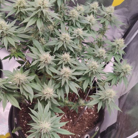Kush Mintz growlog timeline photo