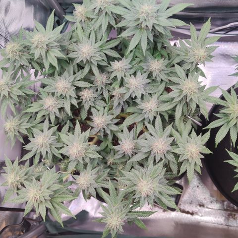 Kush Mintz growlog timeline photo