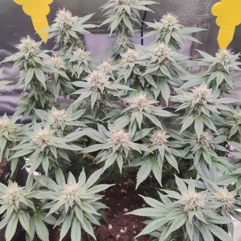 Kush Mintz growlog timeline photo