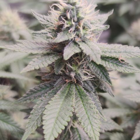 Kush Mintz growlog timeline photo