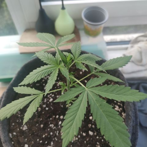 Super Lemon Haze Automatic growlog timeline photo