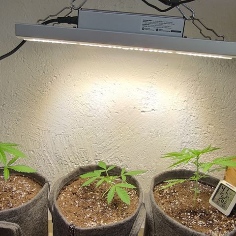 Super Lemon Haze Automatic growlog timeline photo