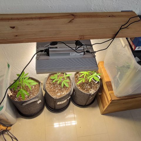 Super Lemon Haze Automatic growlog timeline photo