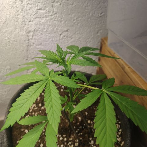 Super Lemon Haze Automatic growlog timeline photo