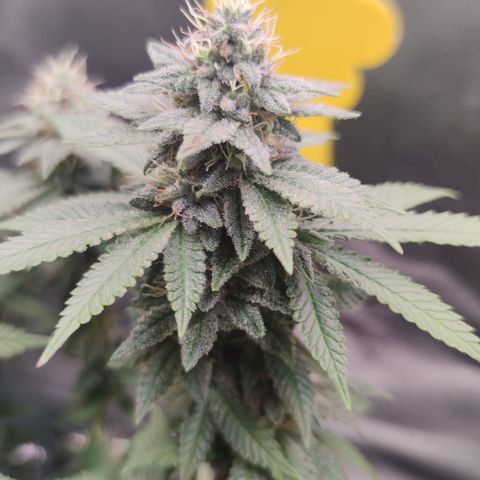 Kush Mintz growlog timeline photo