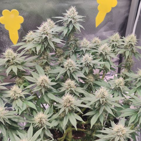 Kush Mintz growlog timeline photo