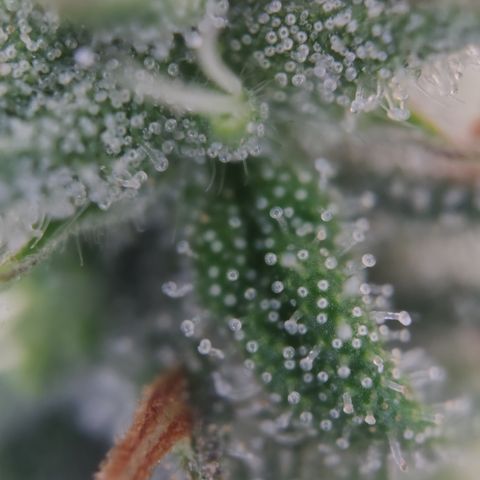 Kush Mintz growlog timeline photo