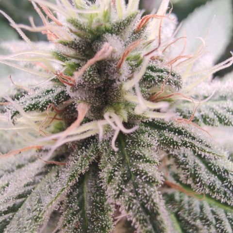 Kush Mintz growlog timeline photo