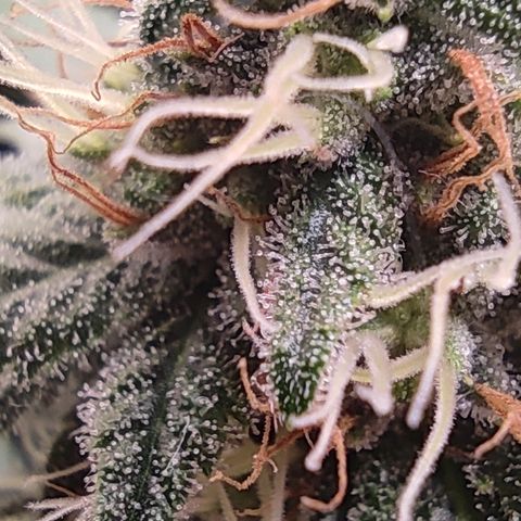 Kush Mintz growlog timeline photo