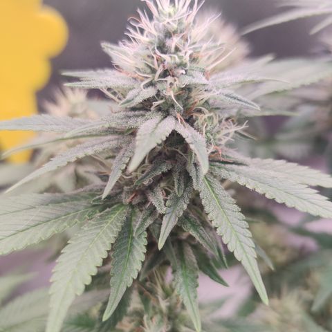 Kush Mintz growlog timeline photo