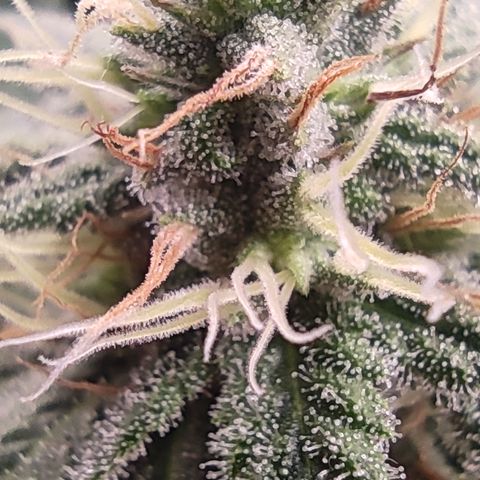 Kush Mintz growlog timeline photo