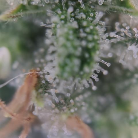 Kush Mintz growlog timeline photo
