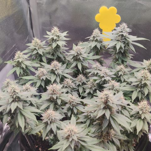 Kush Mintz growlog timeline photo