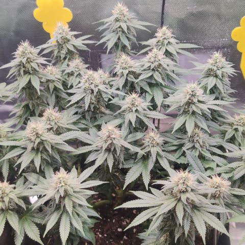 Kush Mintz growlog timeline photo