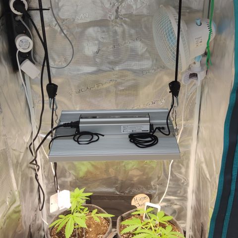 Super Lemon Haze Automatic growlog timeline photo