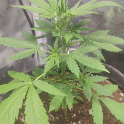 Super Lemon Haze Automatic growlog timeline photo
