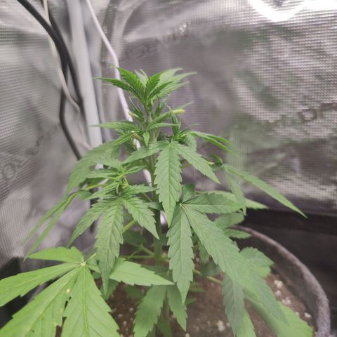 Super Lemon Haze Automatic growlog timeline photo
