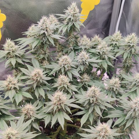 Kush Mintz growlog timeline photo