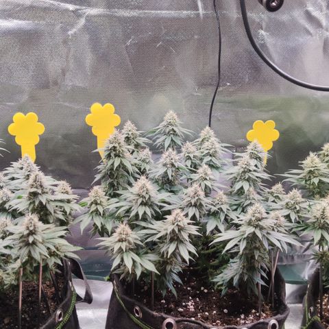 Kush Mintz growlog timeline photo