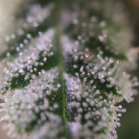 Kush Mintz growlog timeline photo