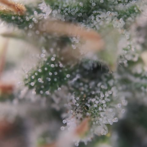 Kush Mintz growlog timeline photo