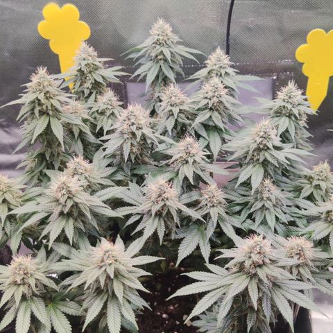 Kush Mintz growlog timeline photo