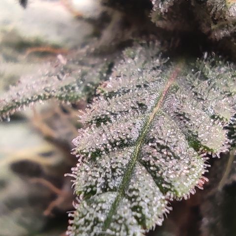 Kush Mintz growlog timeline photo