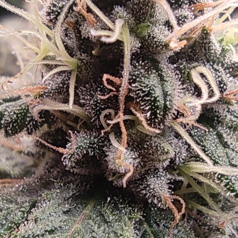 Kush Mintz growlog timeline photo
